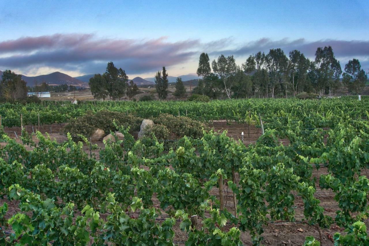 Don Tomas Vinedo Cabanas Valle de Guadalupe Ngoại thất bức ảnh